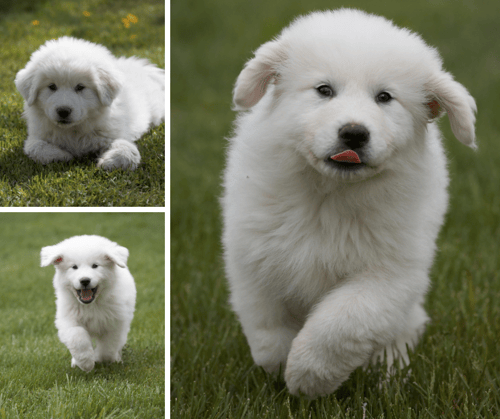 Baby hot sale pyrenees dog